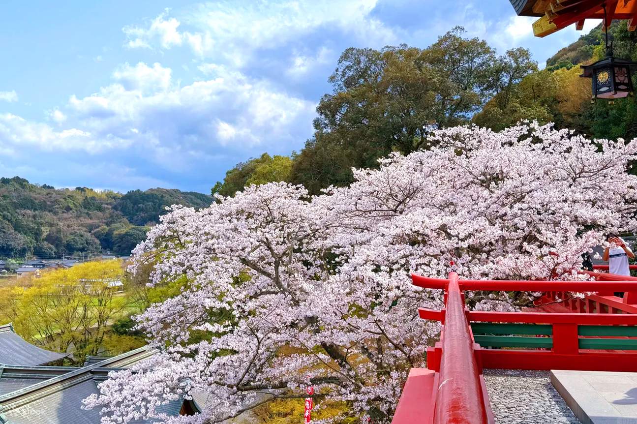 Early Spring Cherry Blossom Limited] Kyushu Saga | Mifuneyama